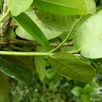 Syzygium fergusonii (Trimen) Gamble